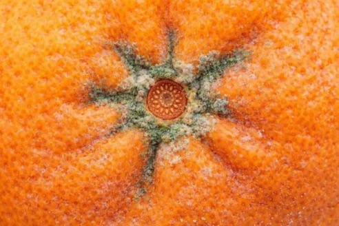 Hibiszkusz virág